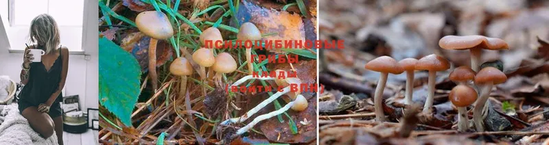 omg маркетплейс  Бородино  Галлюциногенные грибы Cubensis 